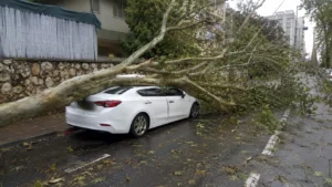 Ответственность за падение дерева: поваленное дерево повредило припаркованный автомобиль в жилом районе Ришон-ле-Циона