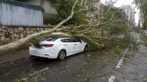Ответственность за падение дерева: поваленное дерево повредило припаркованный автомобиль в жилом районе Ришон-ле-Циона